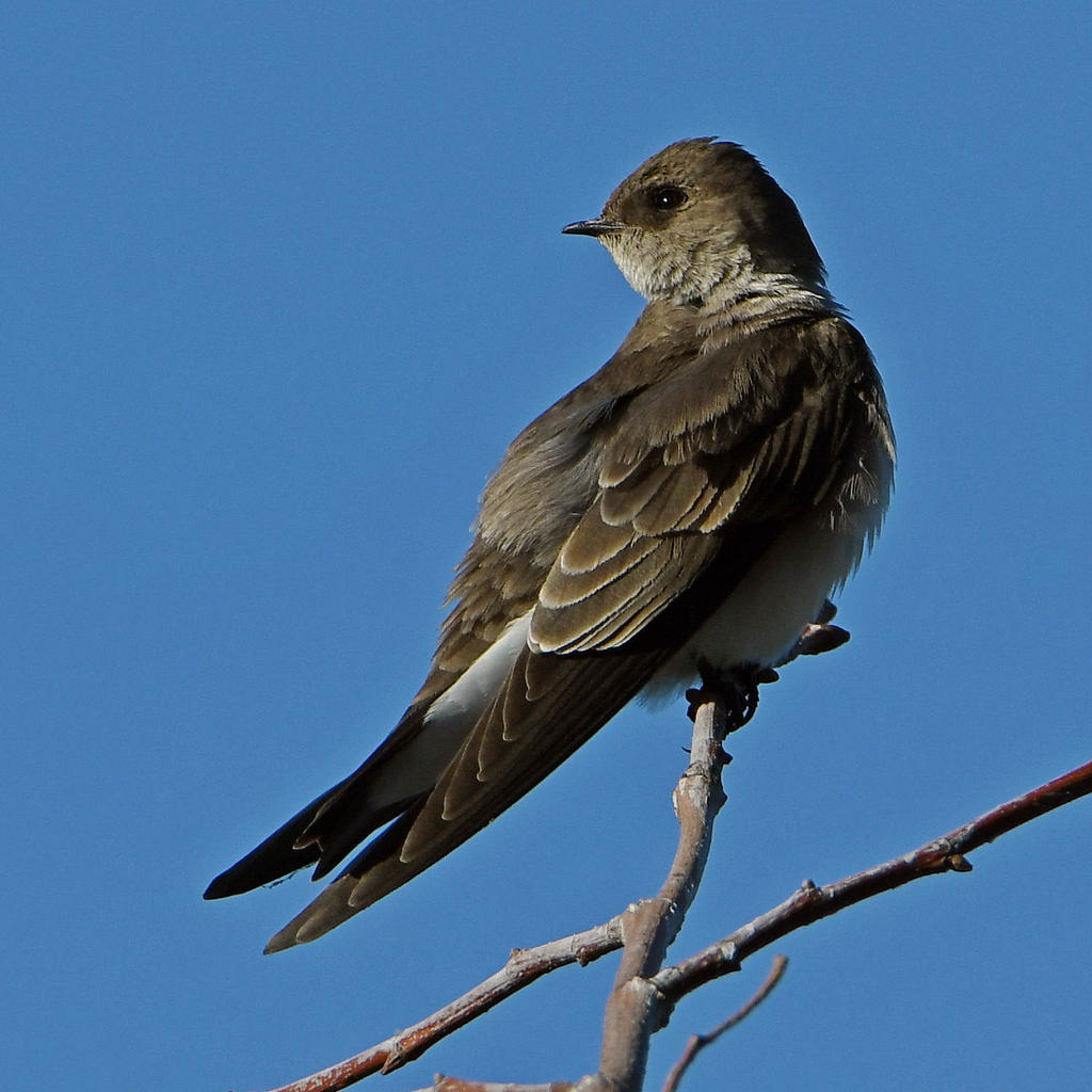 Swallow4.jpg