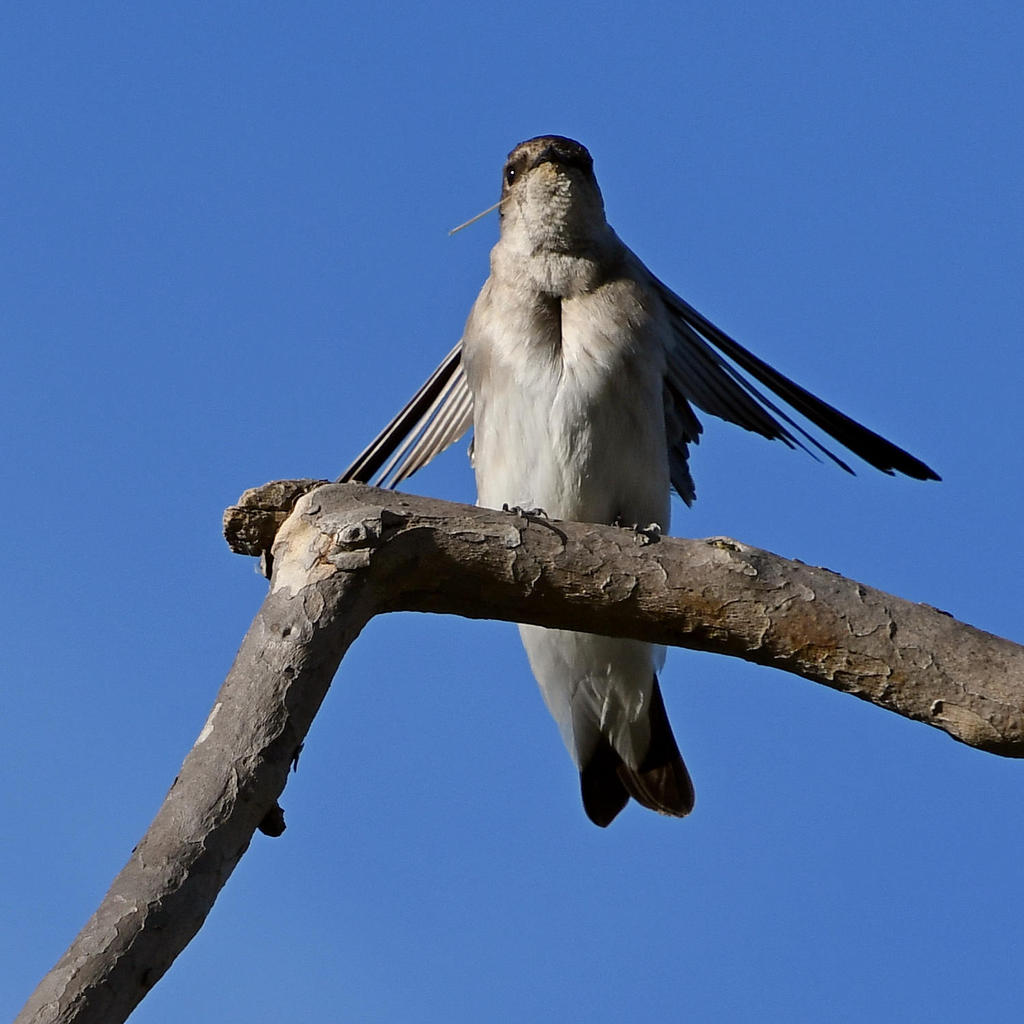 Swallow4.jpg