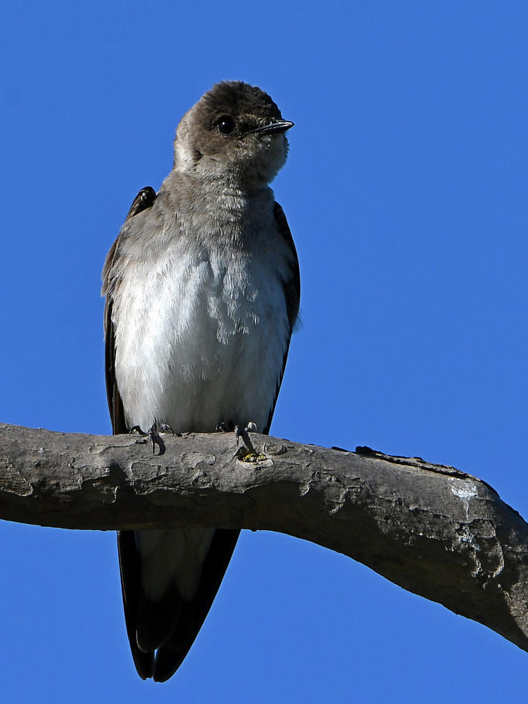 Swallow4.jpg