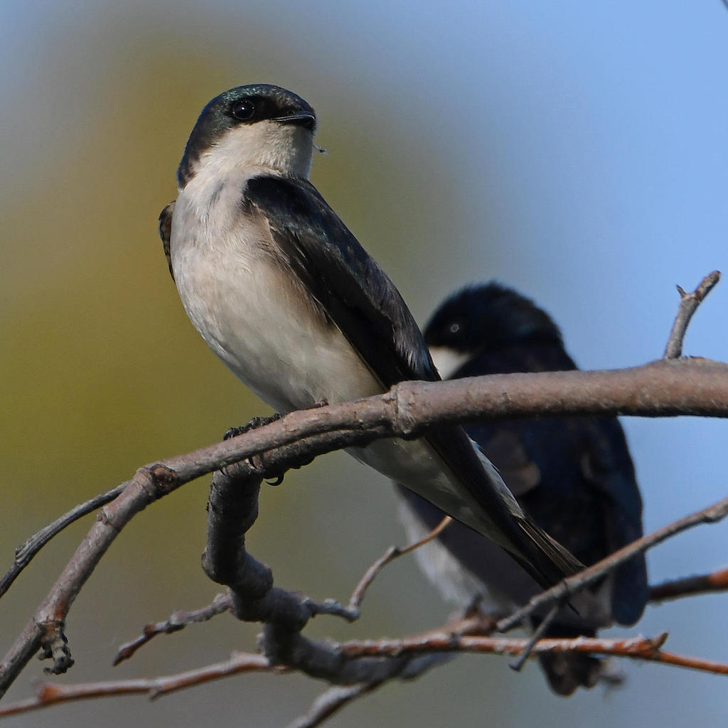 Swallow4.jpg