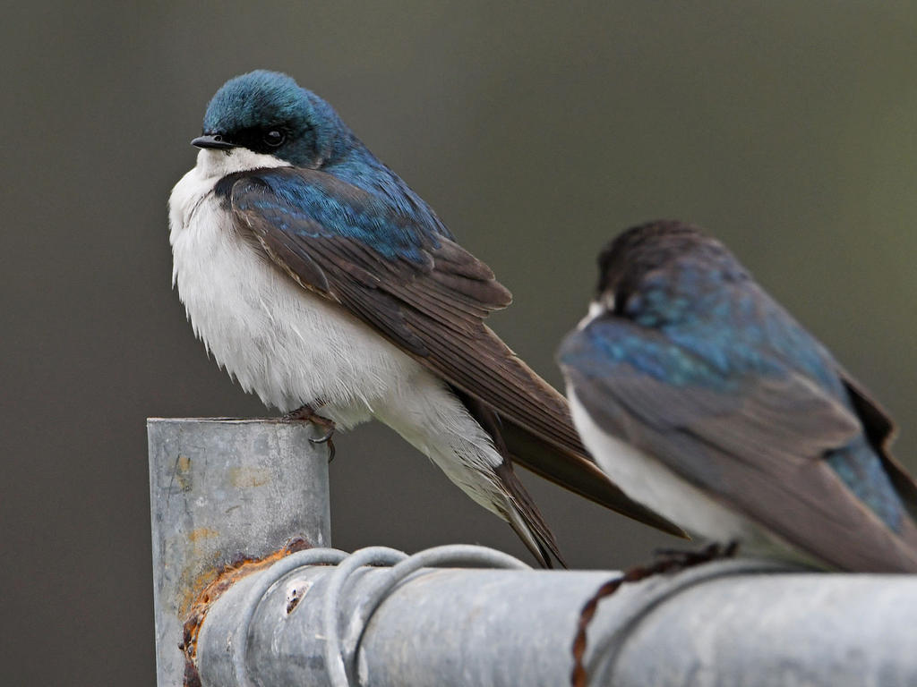 Swallow4.jpg