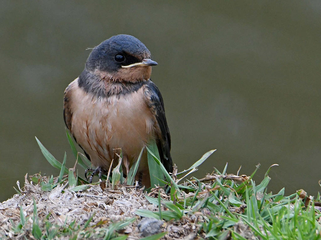 Swallow4.jpg