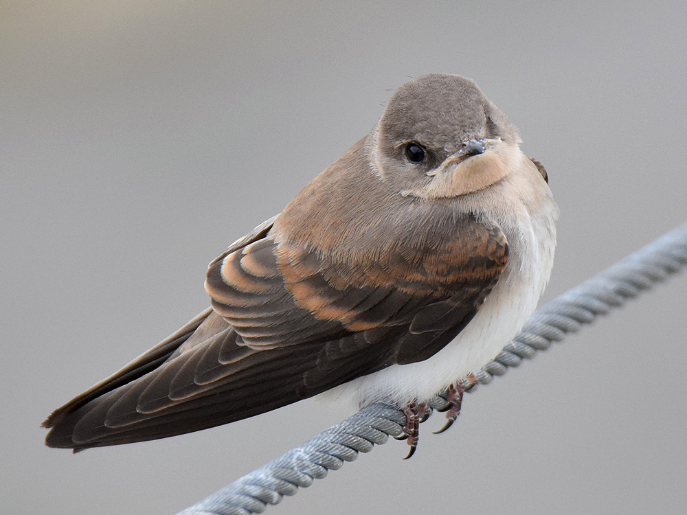 Swallow5.jpg