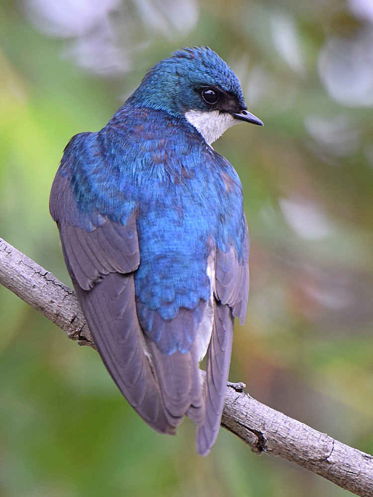 Swallow5.jpg