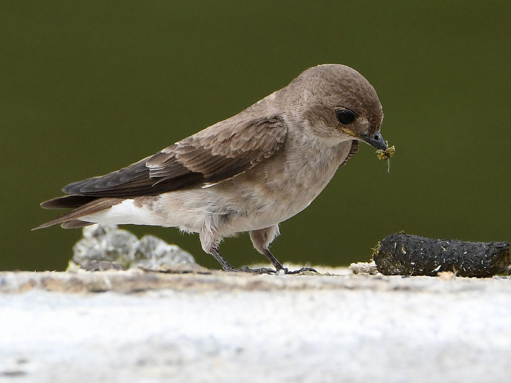 Swallow5.jpg