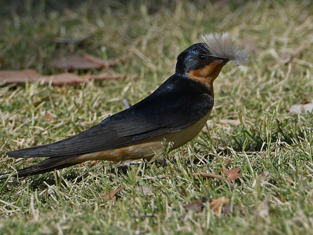 Swallow5.jpg