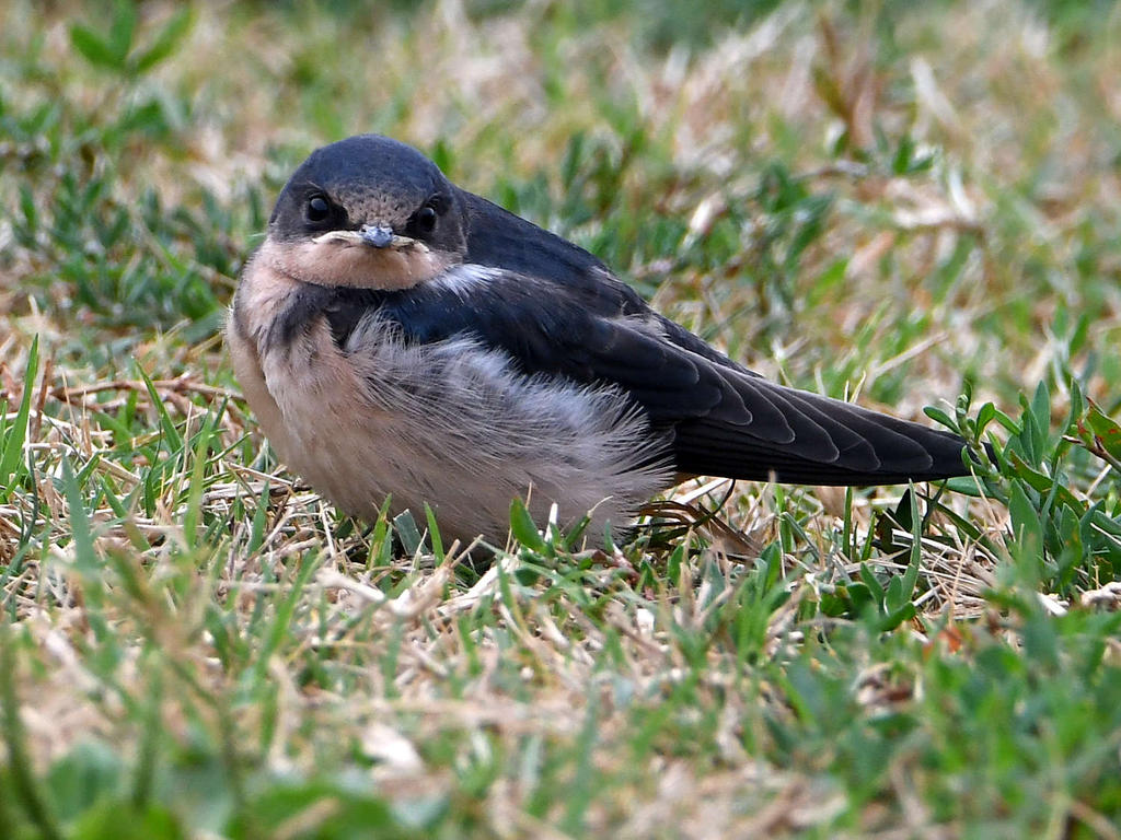 Swallow5.jpg