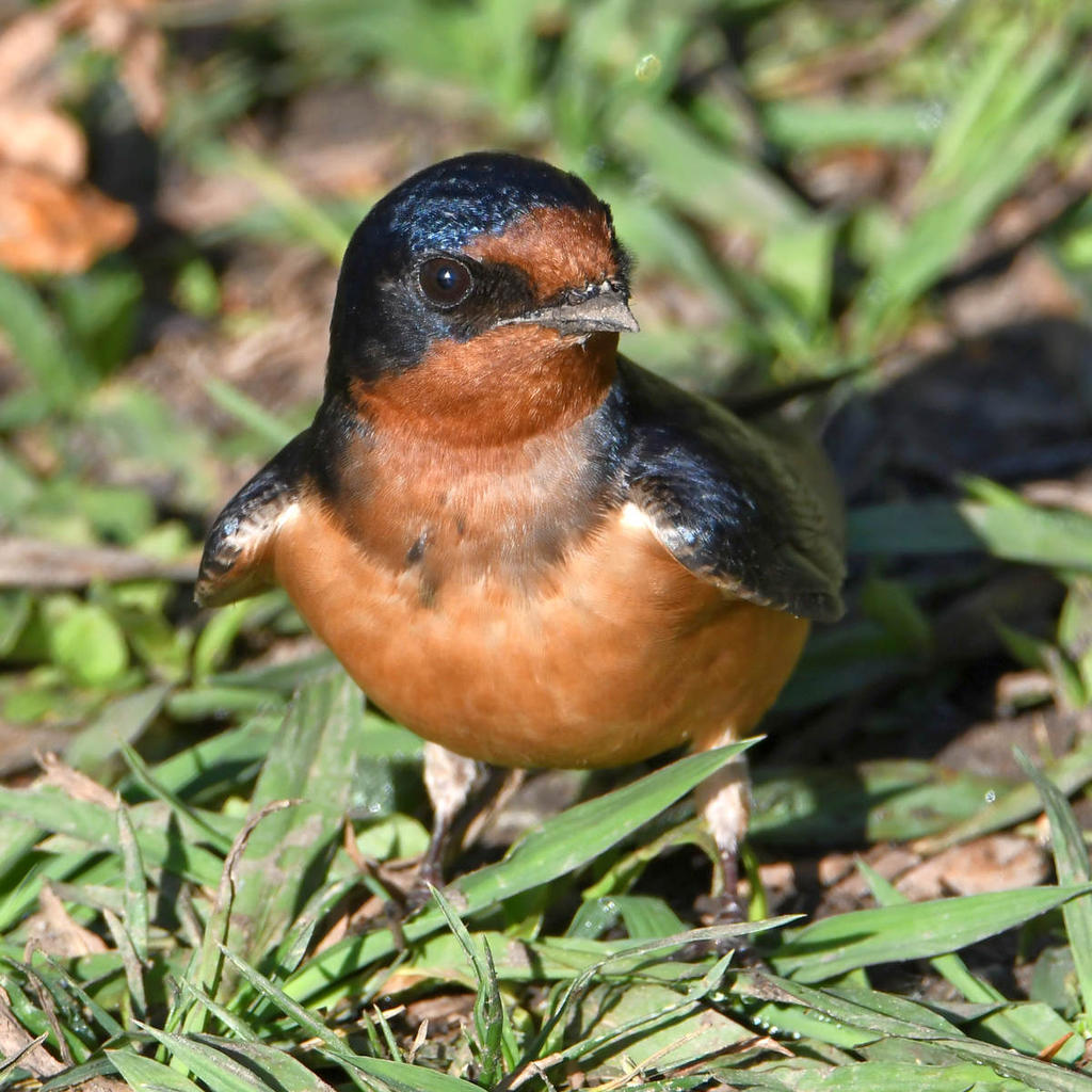 Swallow5.jpg