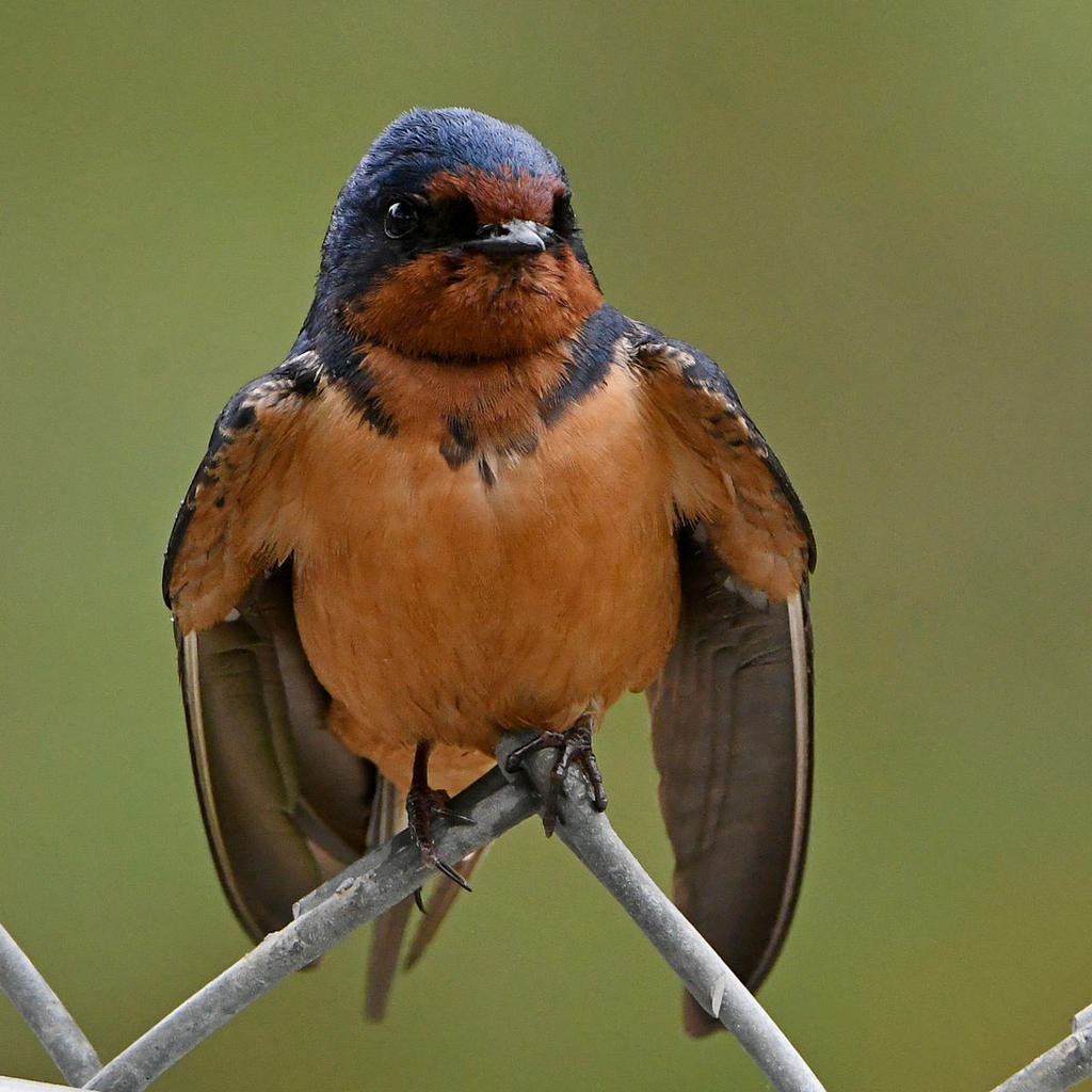Swallow5.jpg