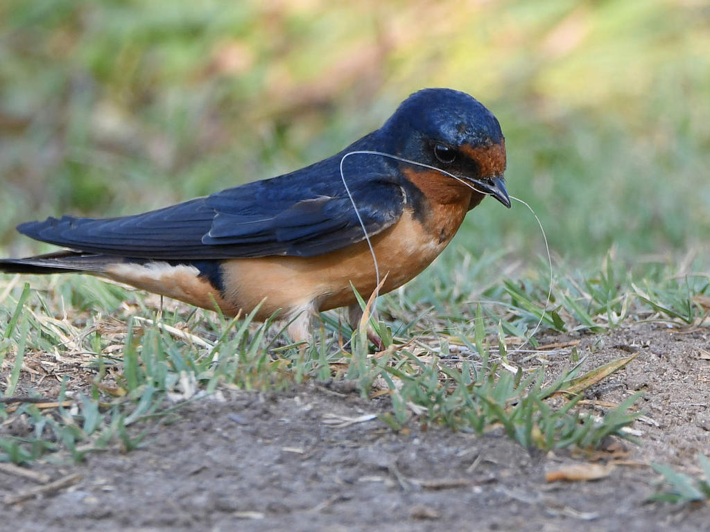 Swallow5.jpg