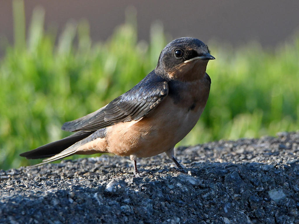 Swallow5.jpg