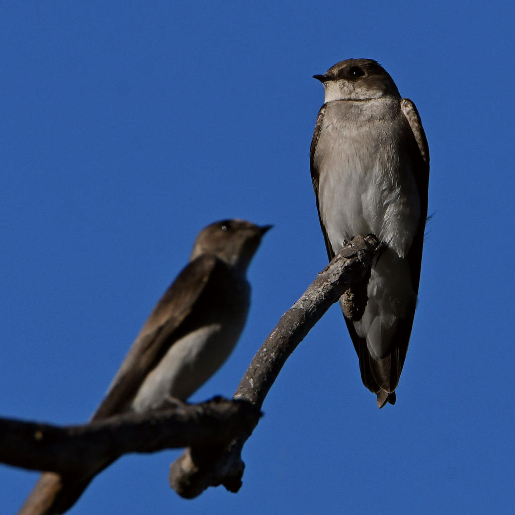Swallow5.jpg