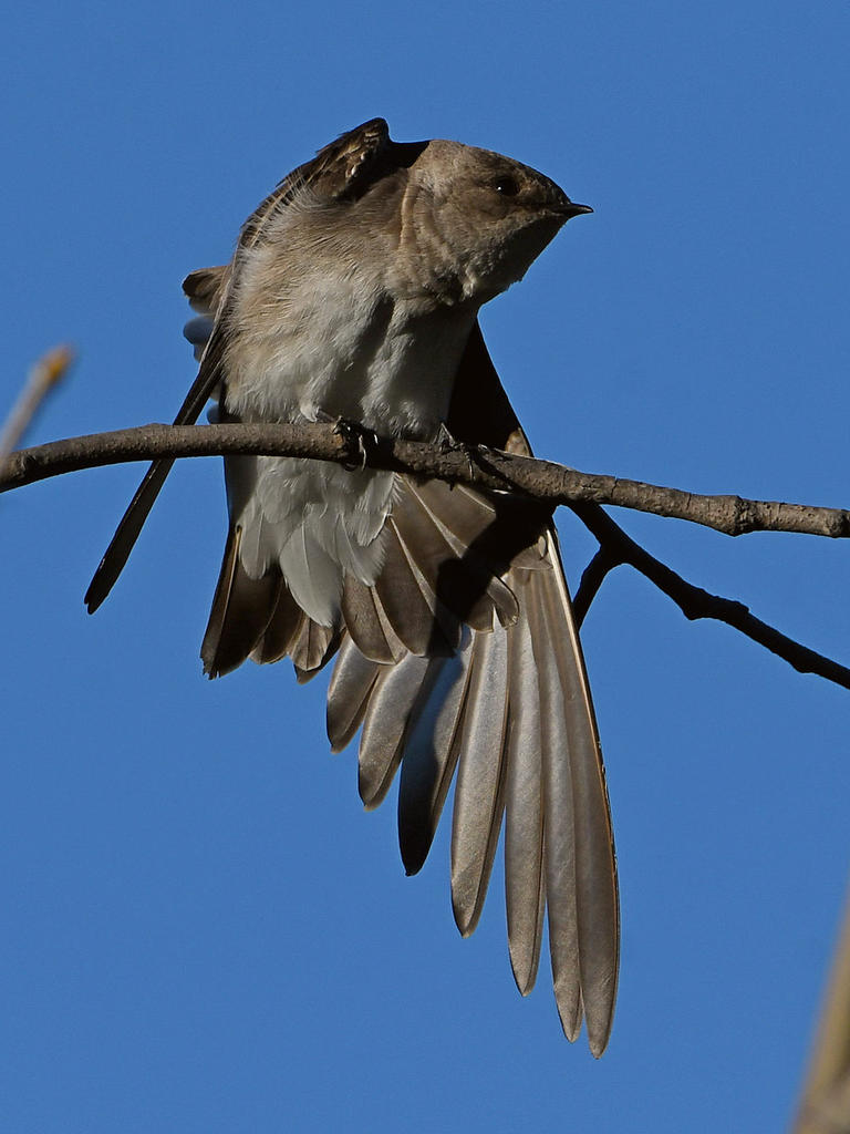 Swallow5.jpg