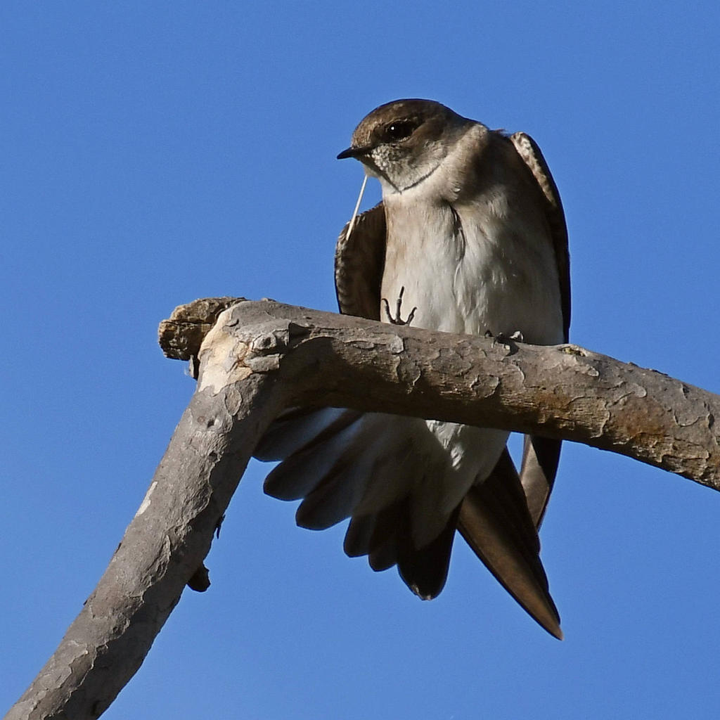 Swallow5.jpg