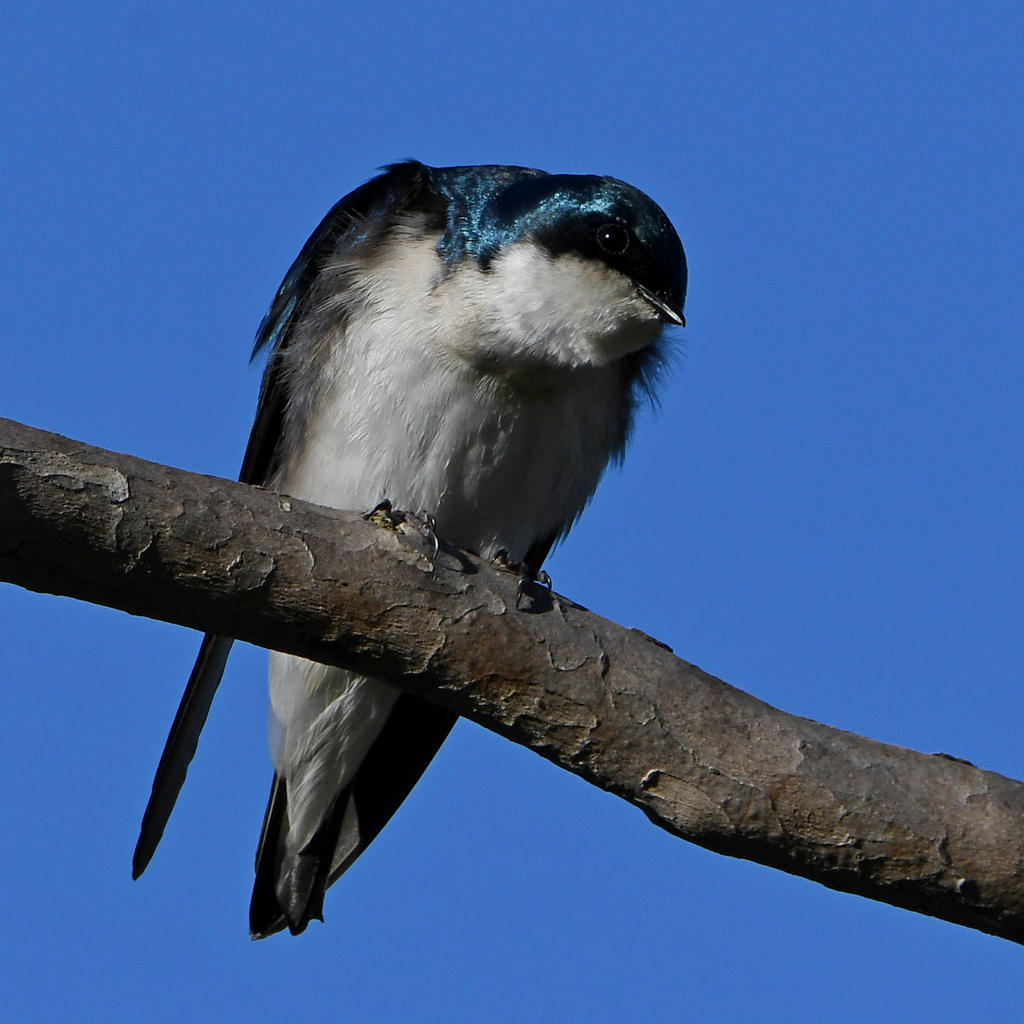 Swallow5.jpg