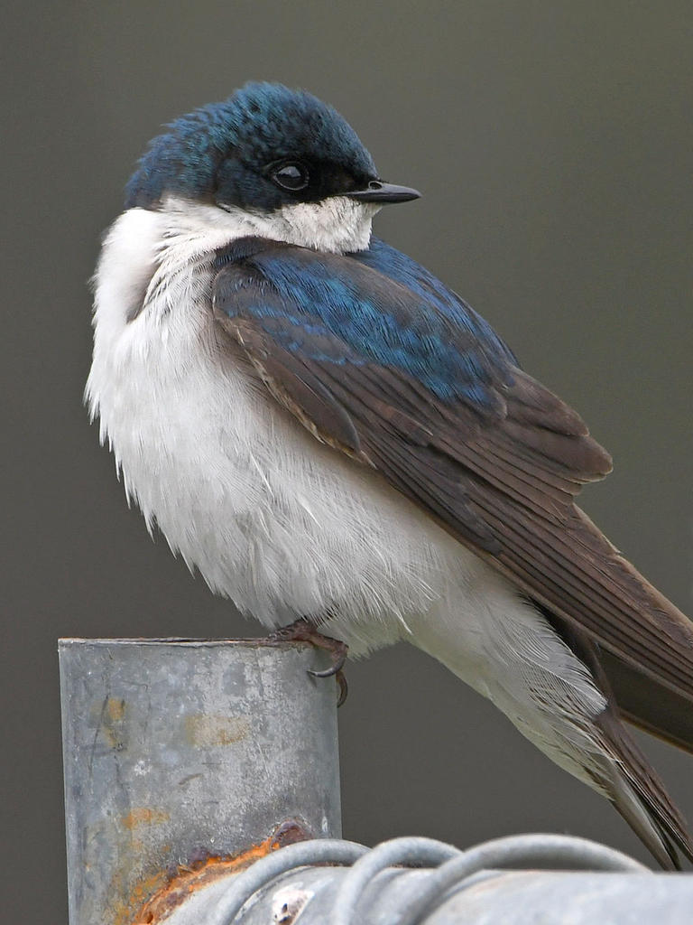 Swallow5.jpg