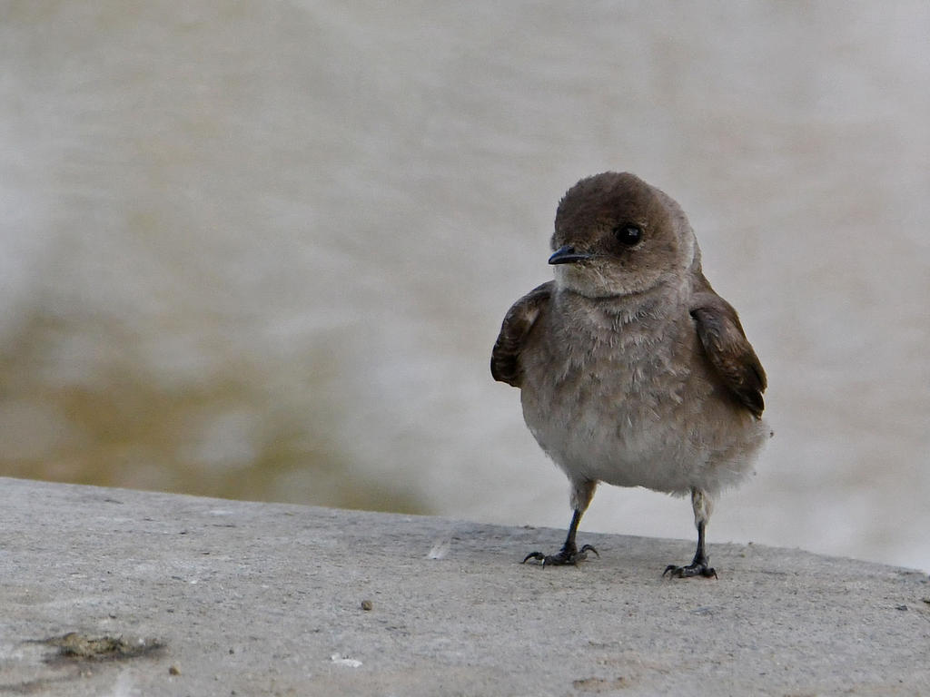Swallow5.jpg