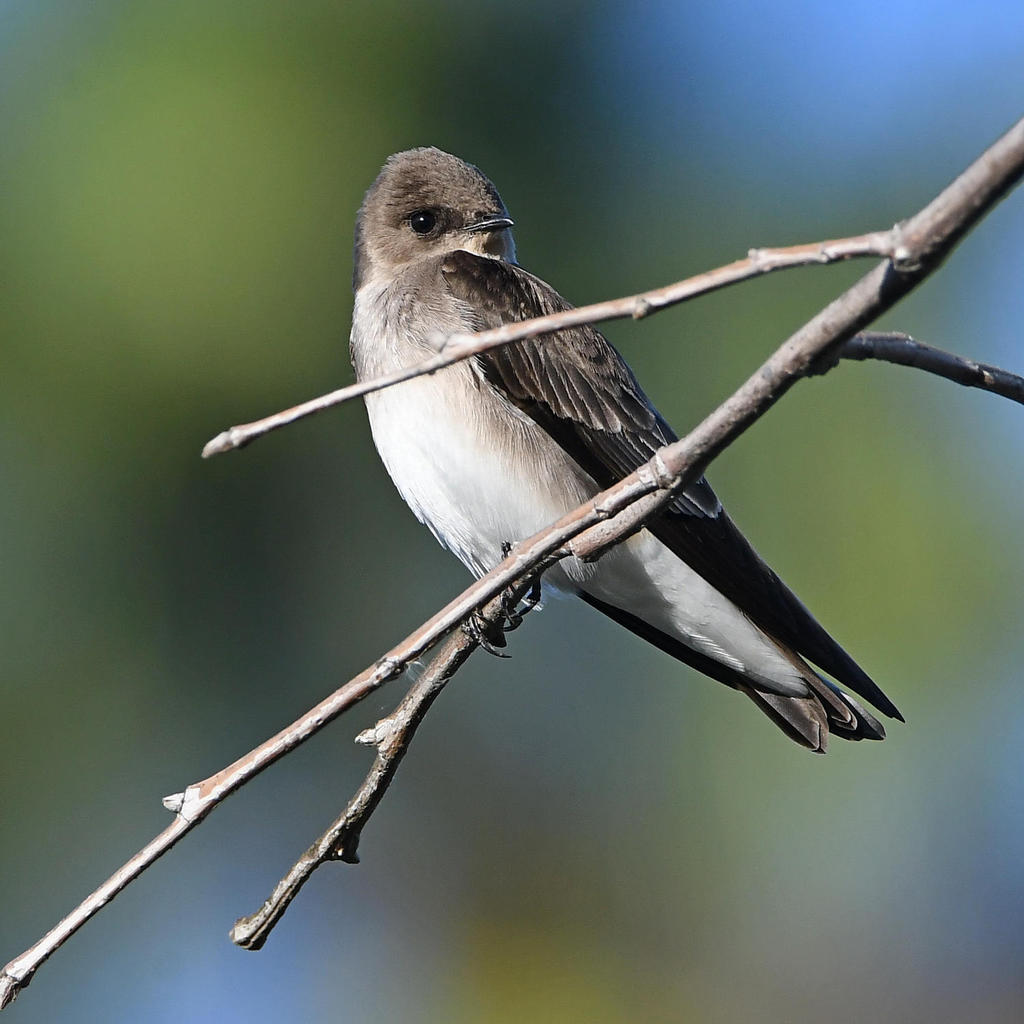 Swallow5.jpg