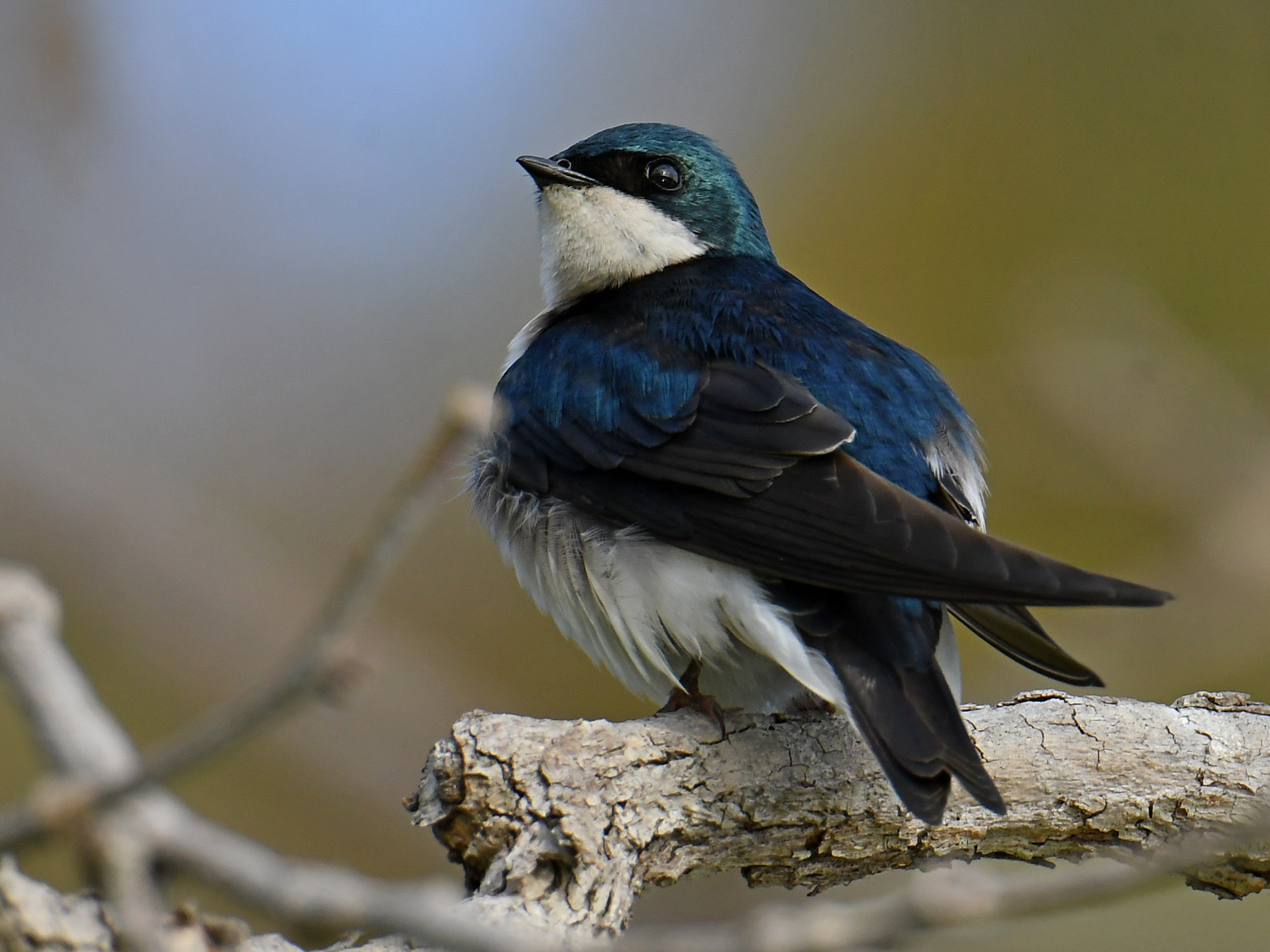 Swallow5.jpg