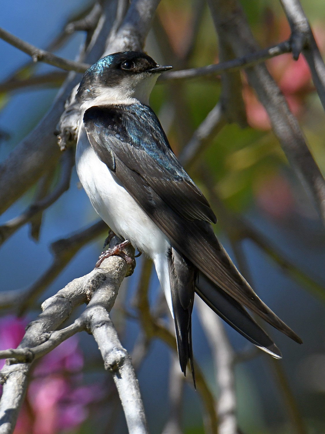 Swallow5.jpg