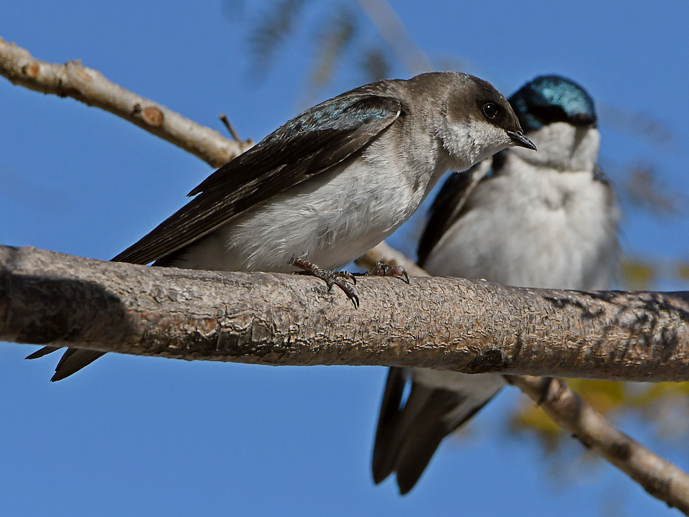 Swallow6.jpg