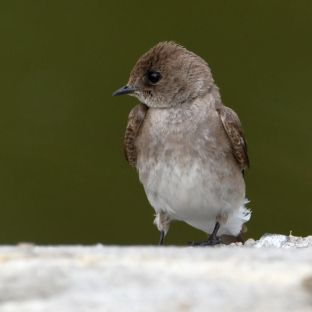 Swallow6.jpg