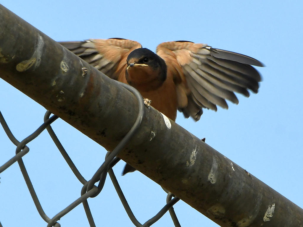 Swallow6.jpg