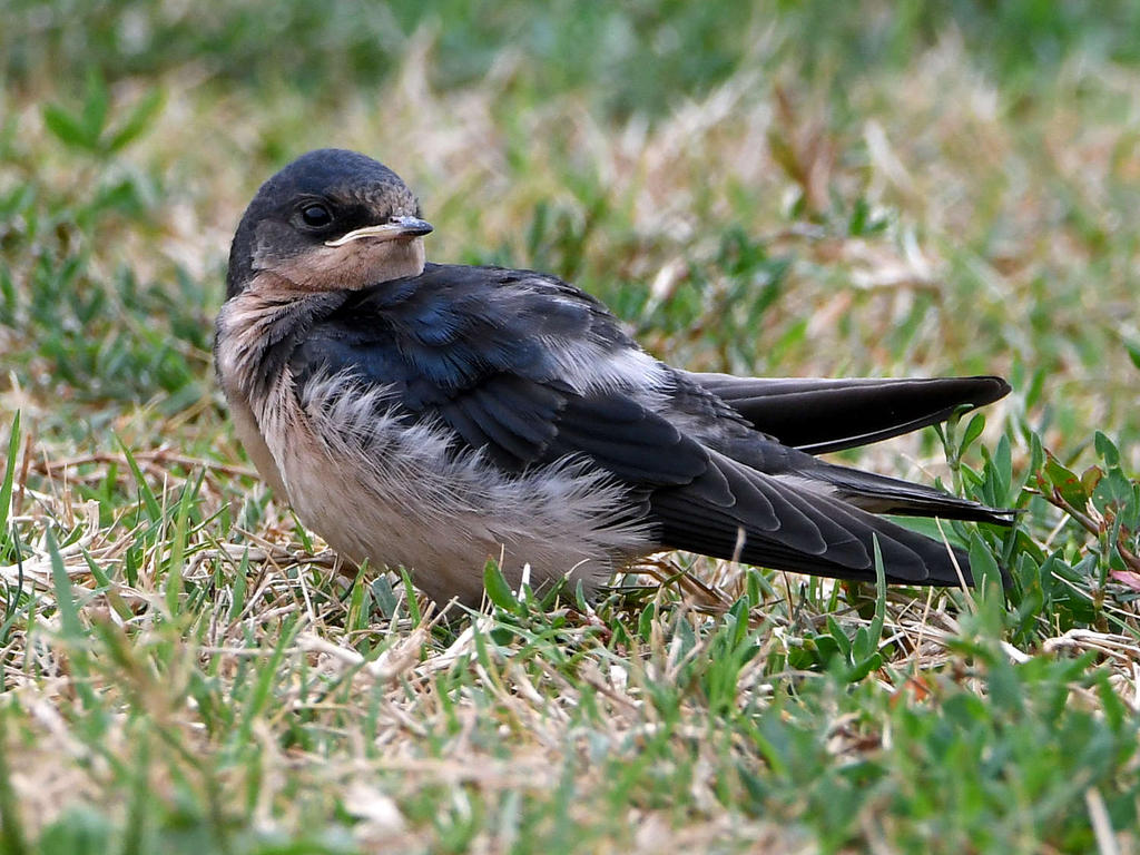 Swallow6.jpg