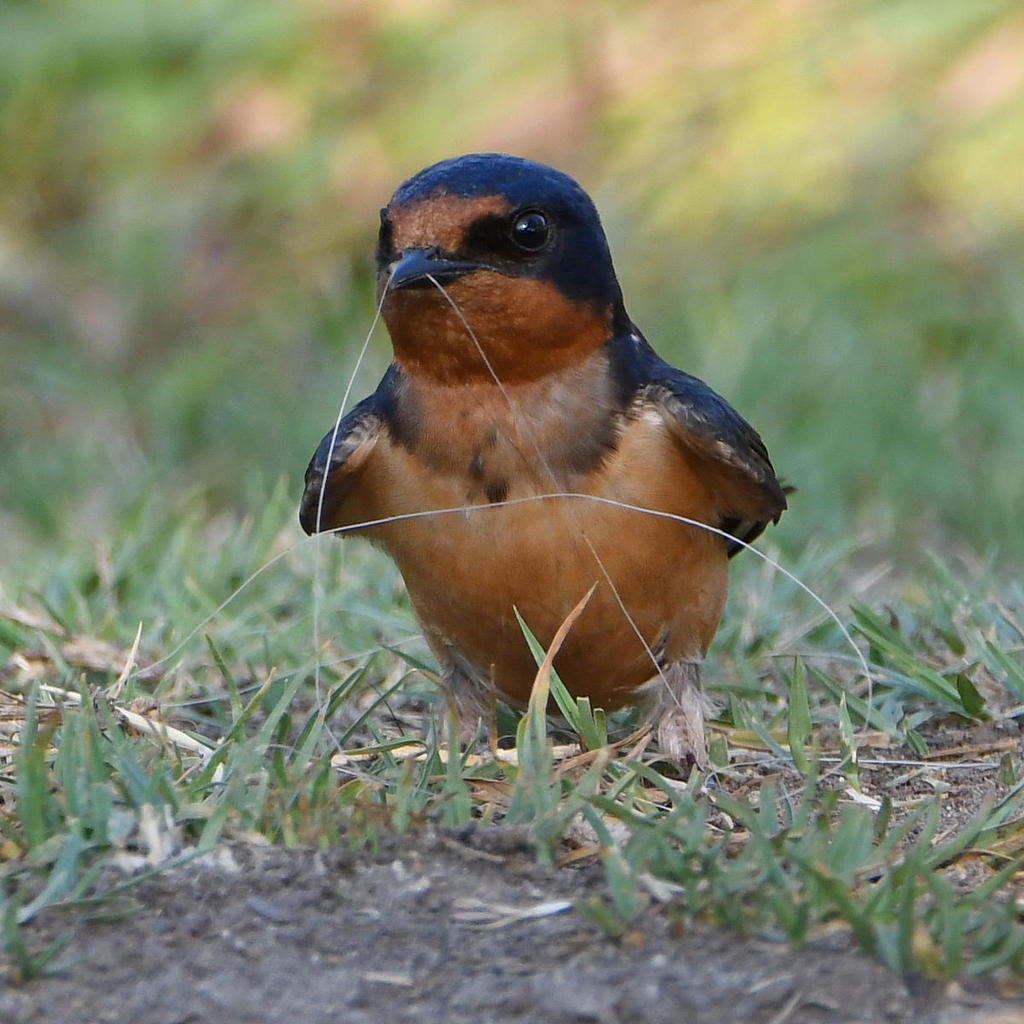 Swallow6.jpg