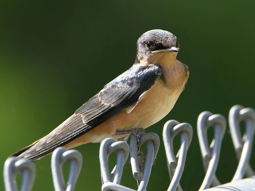 Swallow6.jpg