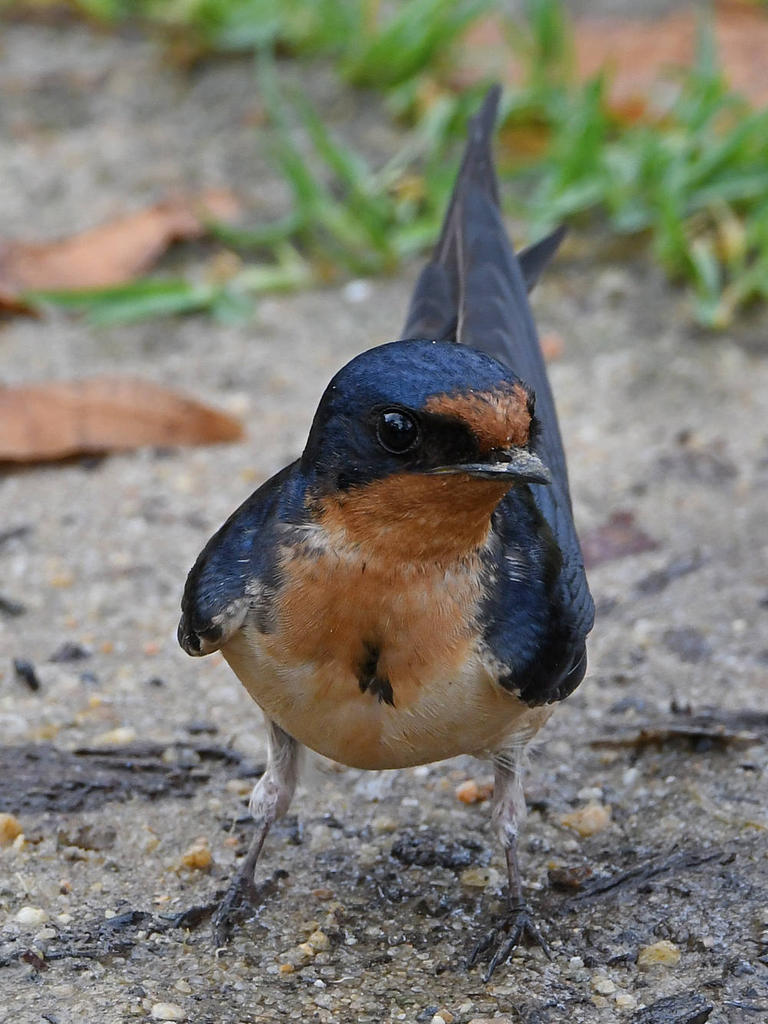 Swallow6.jpg