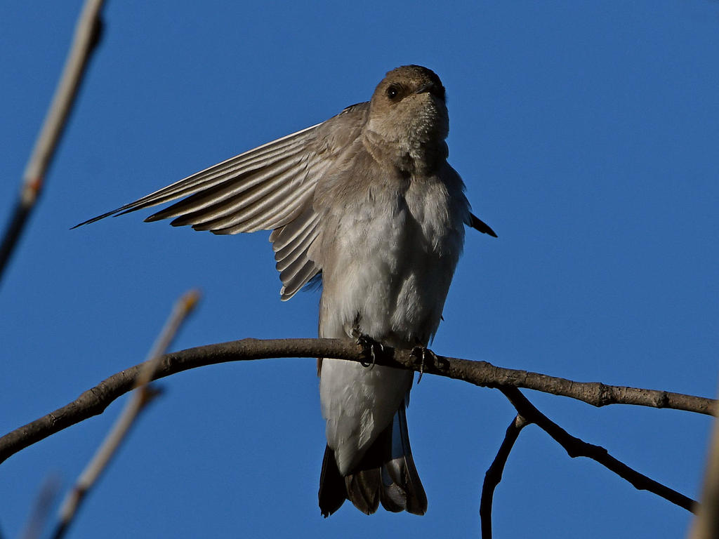 Swallow6.jpg
