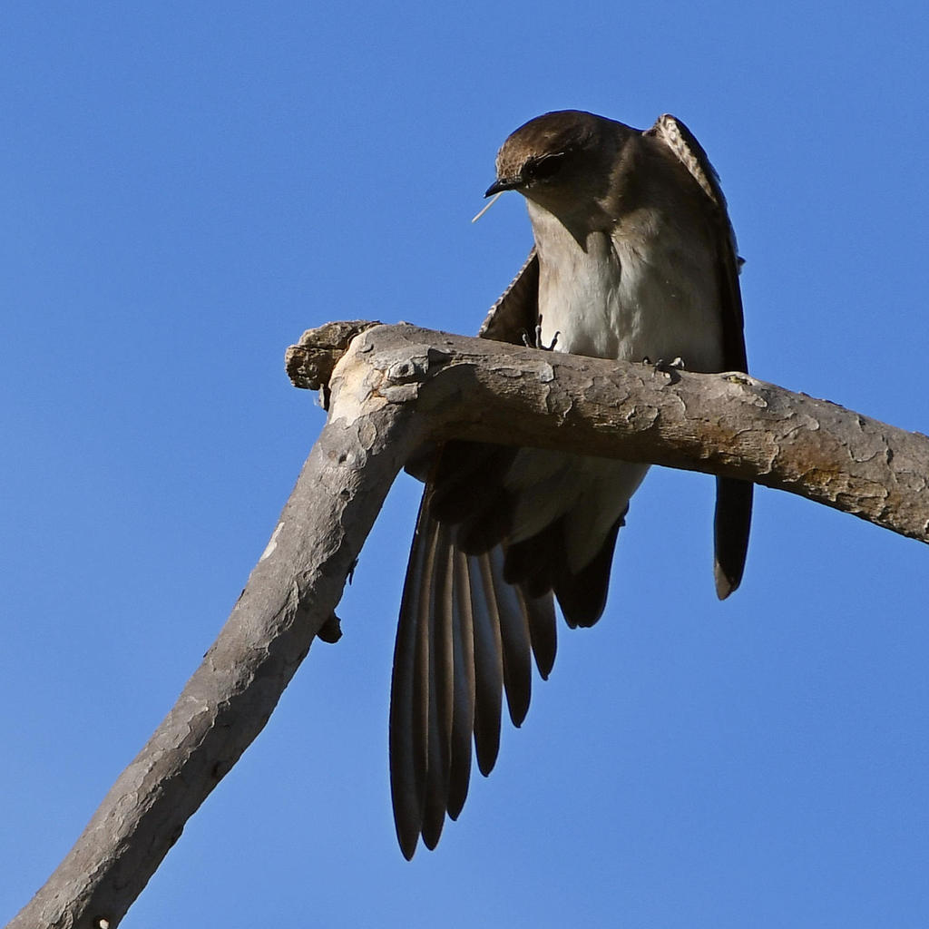 Swallow6.jpg