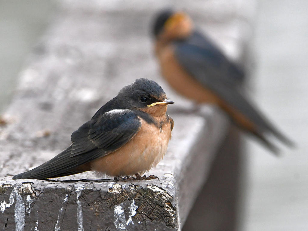 Swallow6.jpg