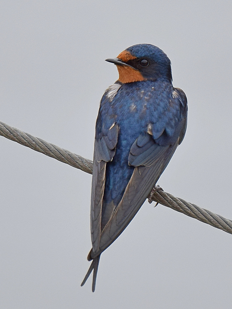 Swallow7.jpg