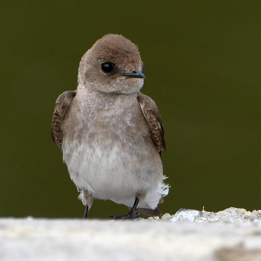 Swallow7.jpg