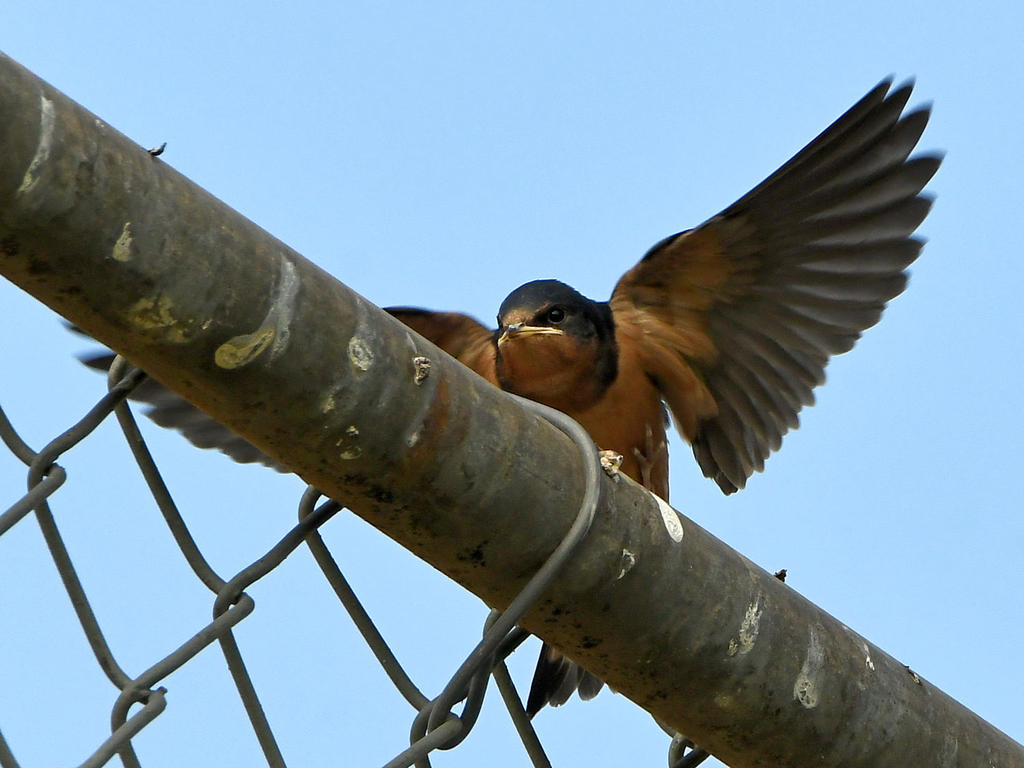 Swallow7.jpg