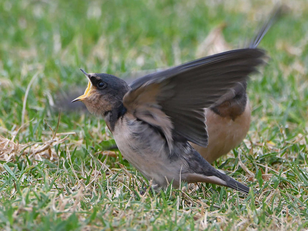 Swallow7.jpg