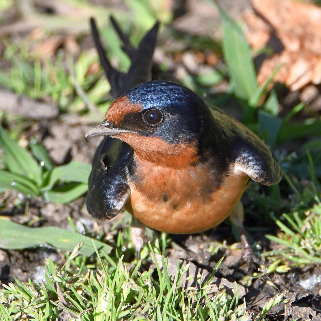 Swallow7.jpg
