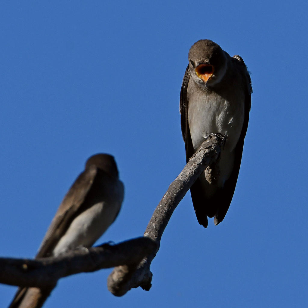 Swallow7.jpg