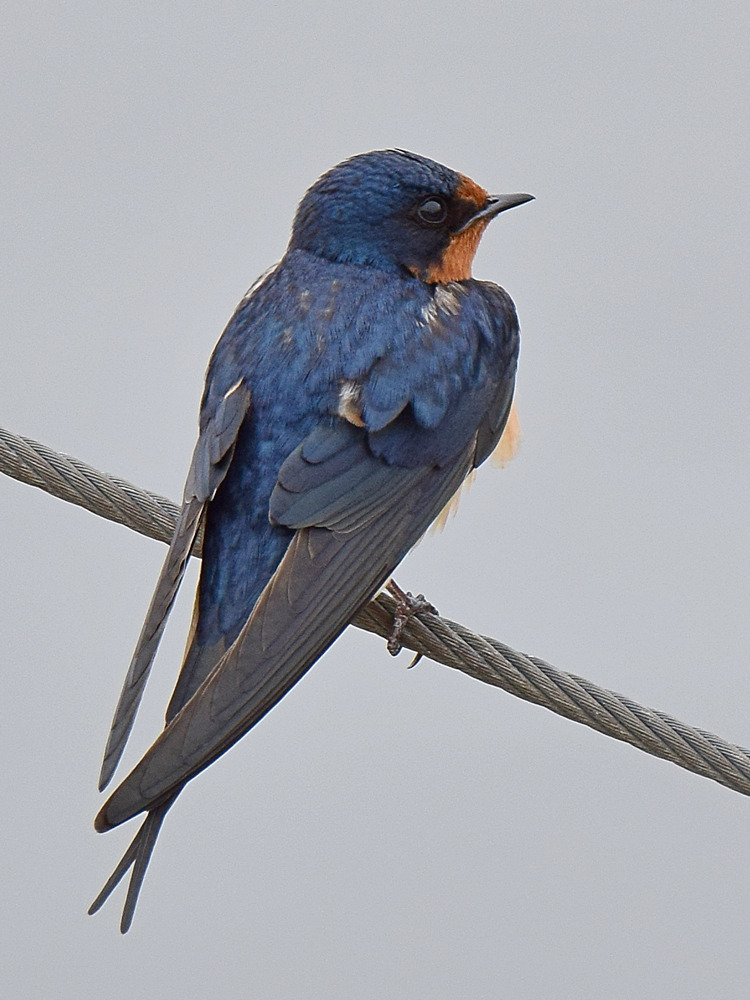 Swallow8.jpg