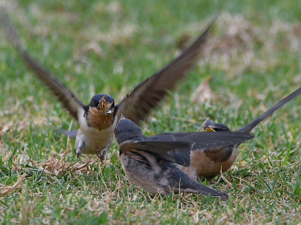 Swallow8.jpg