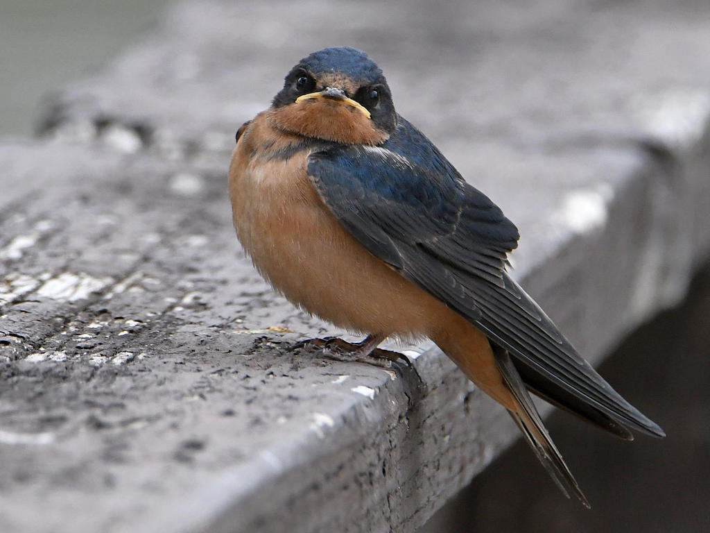 Swallow8.jpg