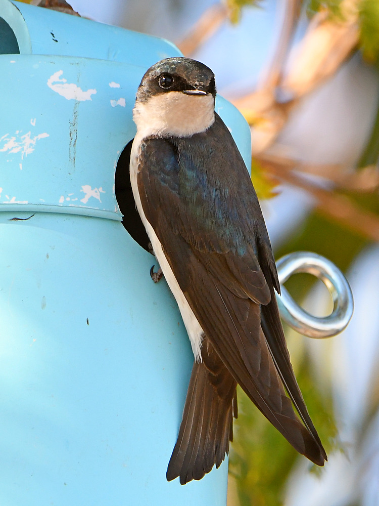 Swallow9.jpg