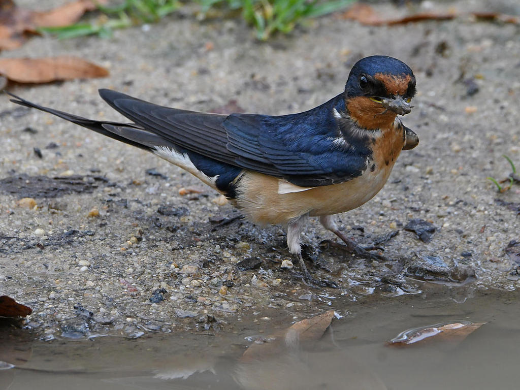 Swallow9.jpg