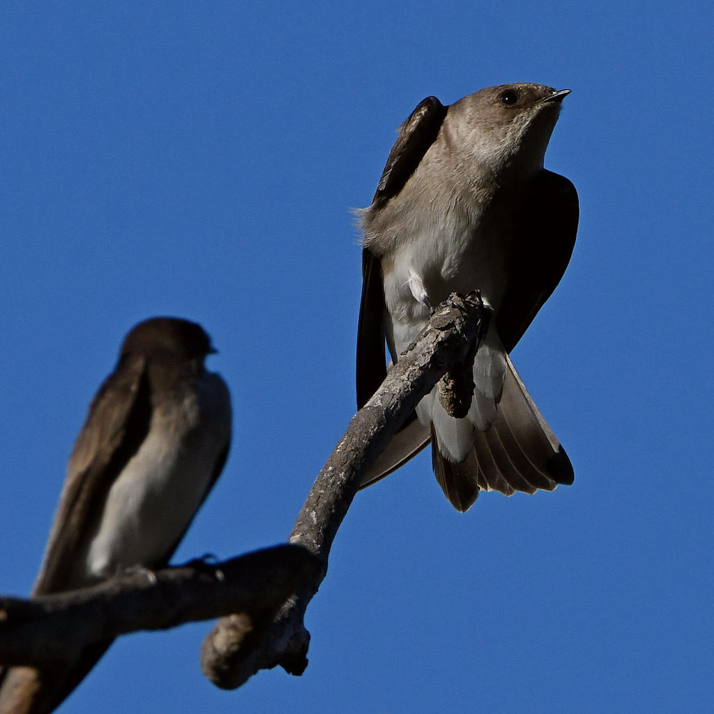 Swallow9.jpg