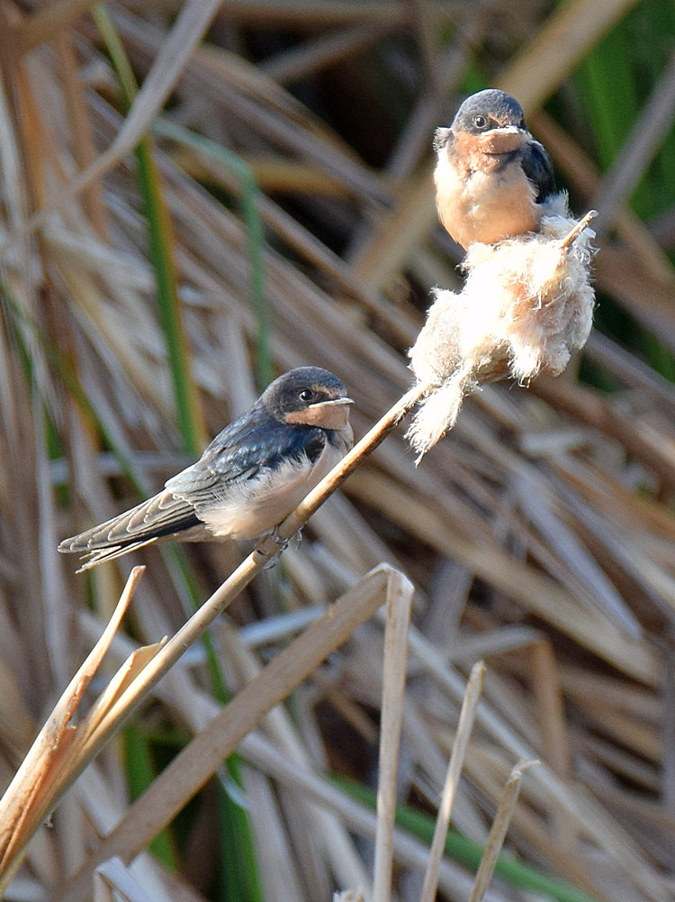 Swallows2.jpg