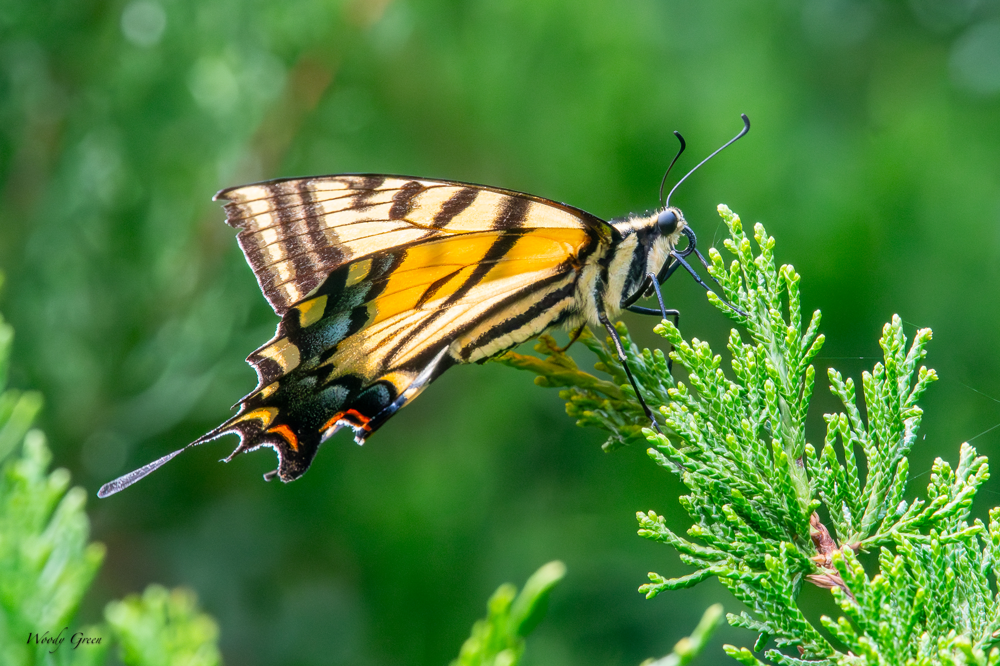Swallowtail-229.jpg