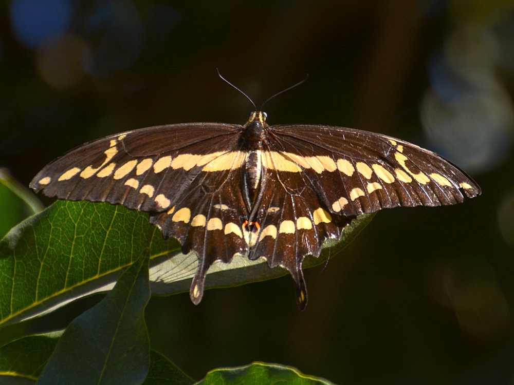Swallowtail.jpg