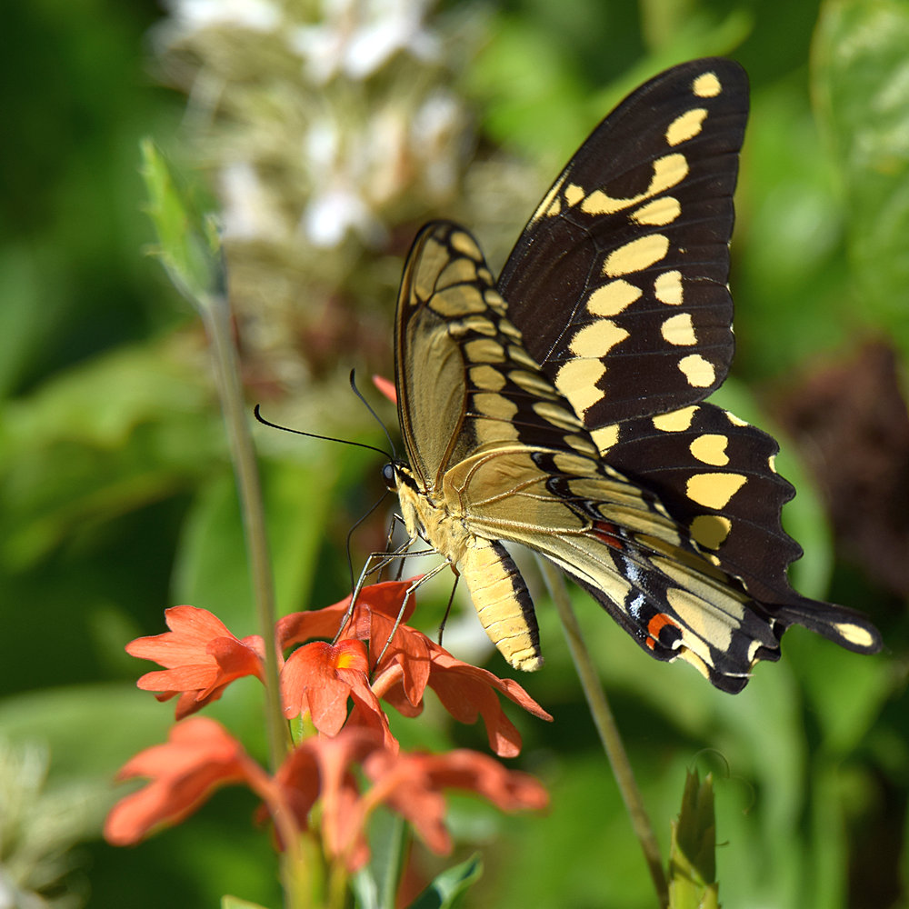 Swallowtail.jpg